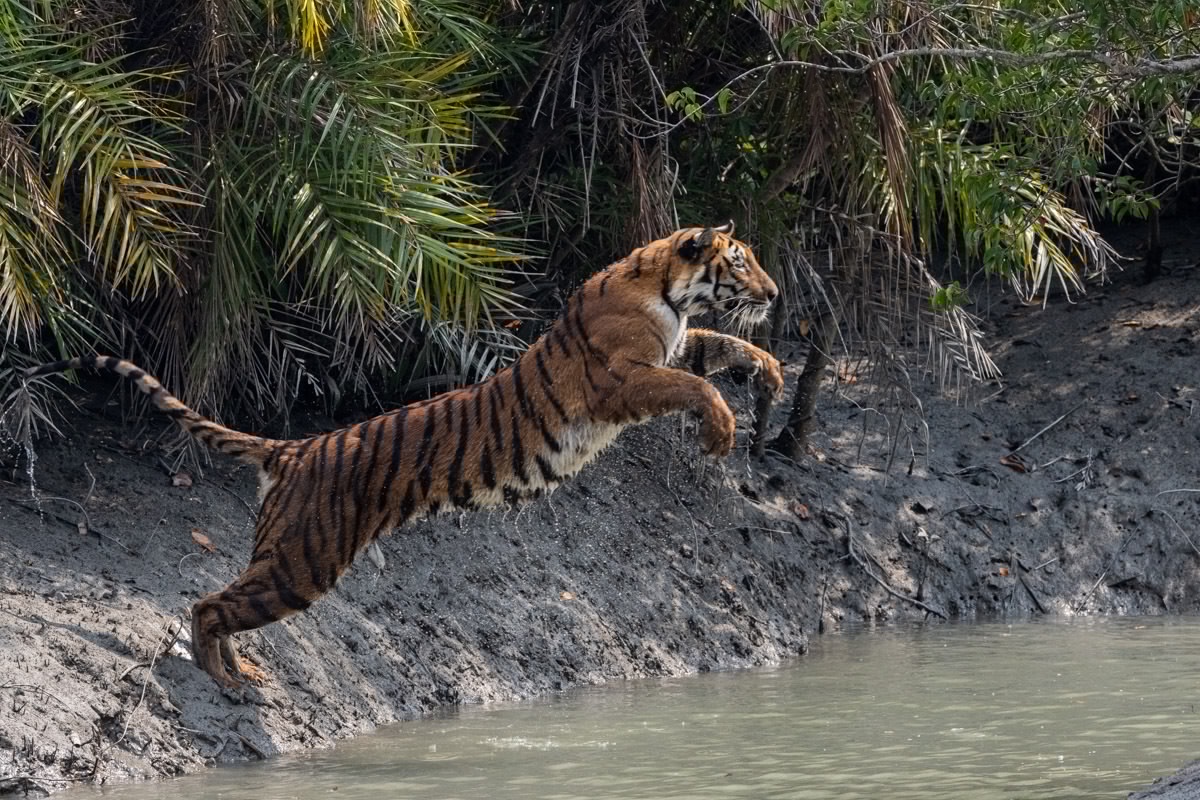 Sundarbans Tiger Reserve