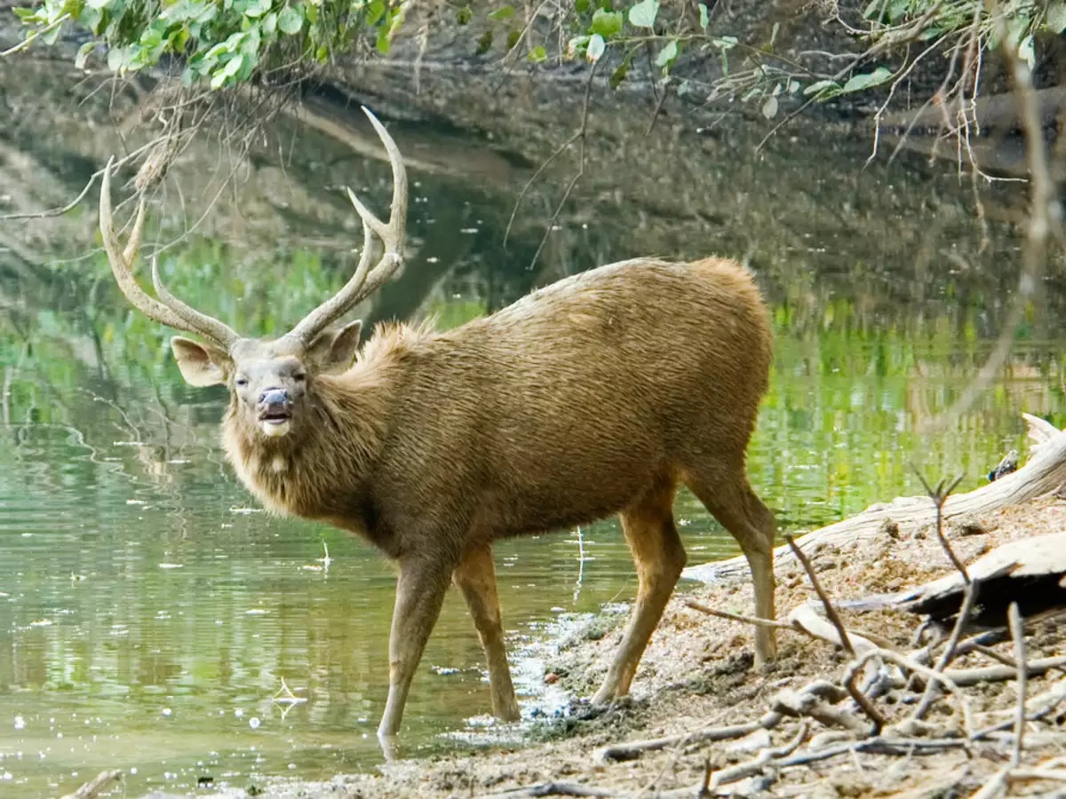 Tadoba National Park, Maharashtra