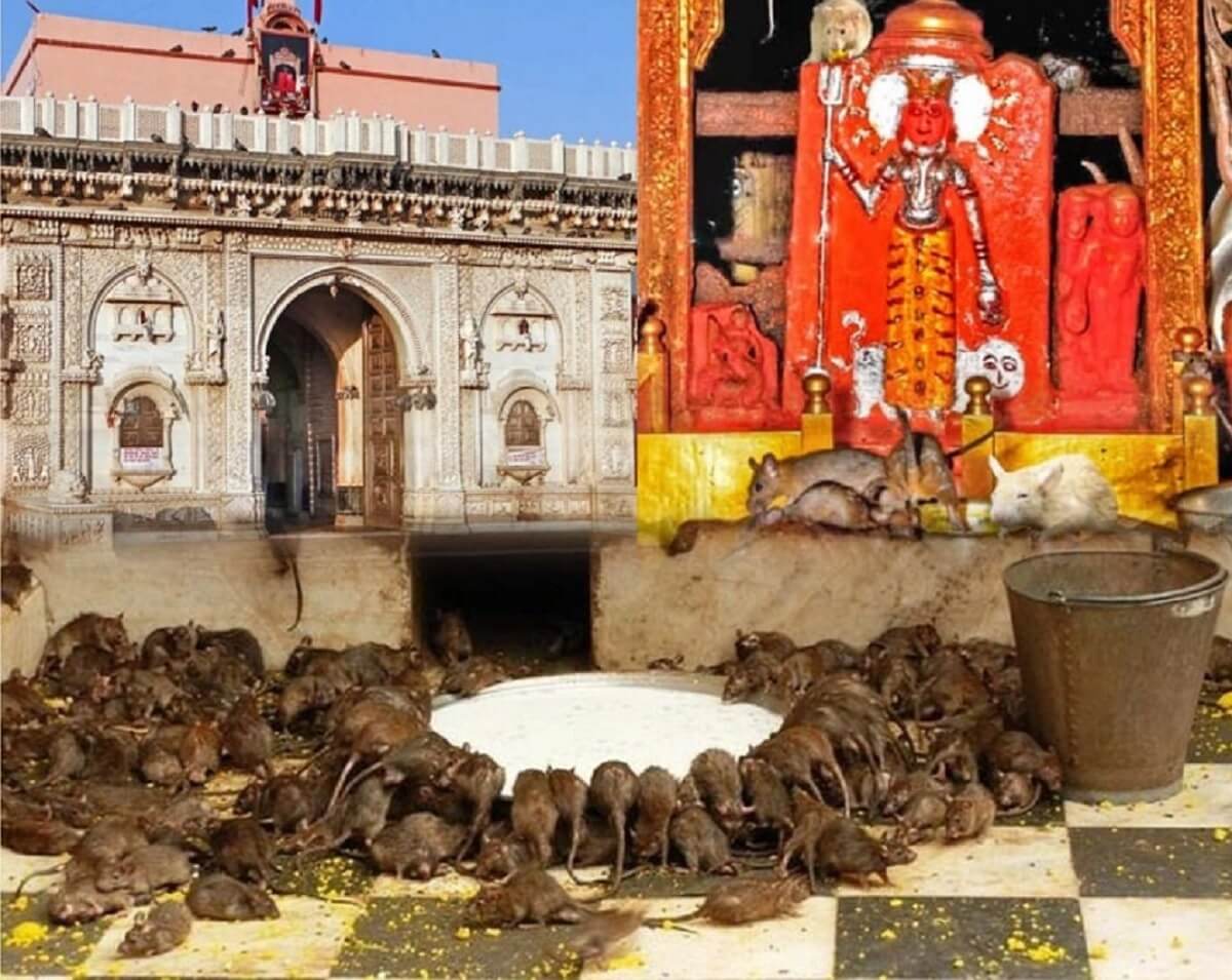 templo en Bikaner: