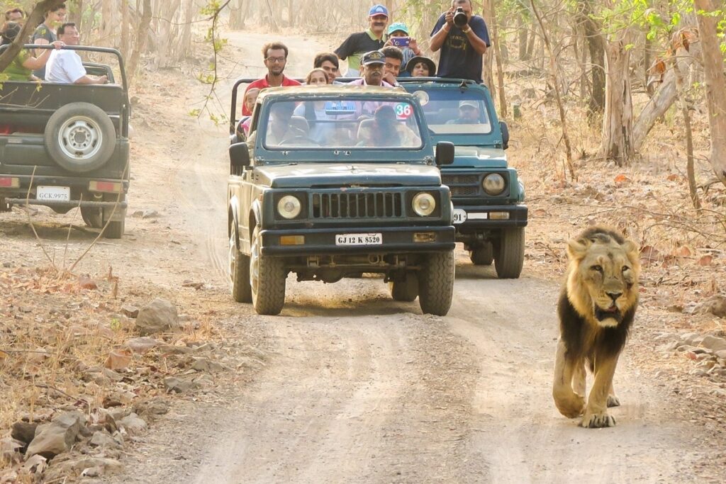 Safari por la jungla en un parque nacional de la India