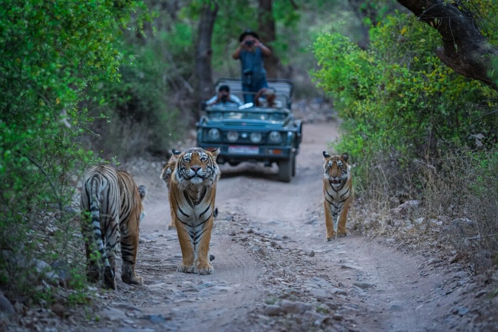 viaje a Ranthambore