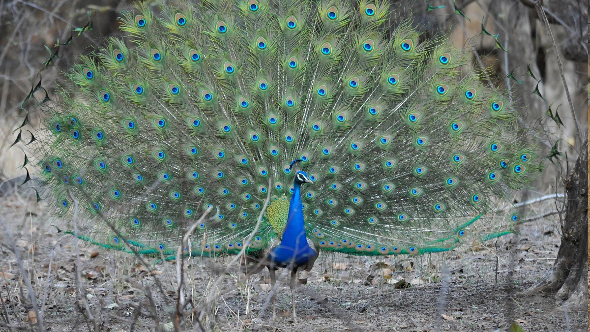 ranthumbhore Birdwatching