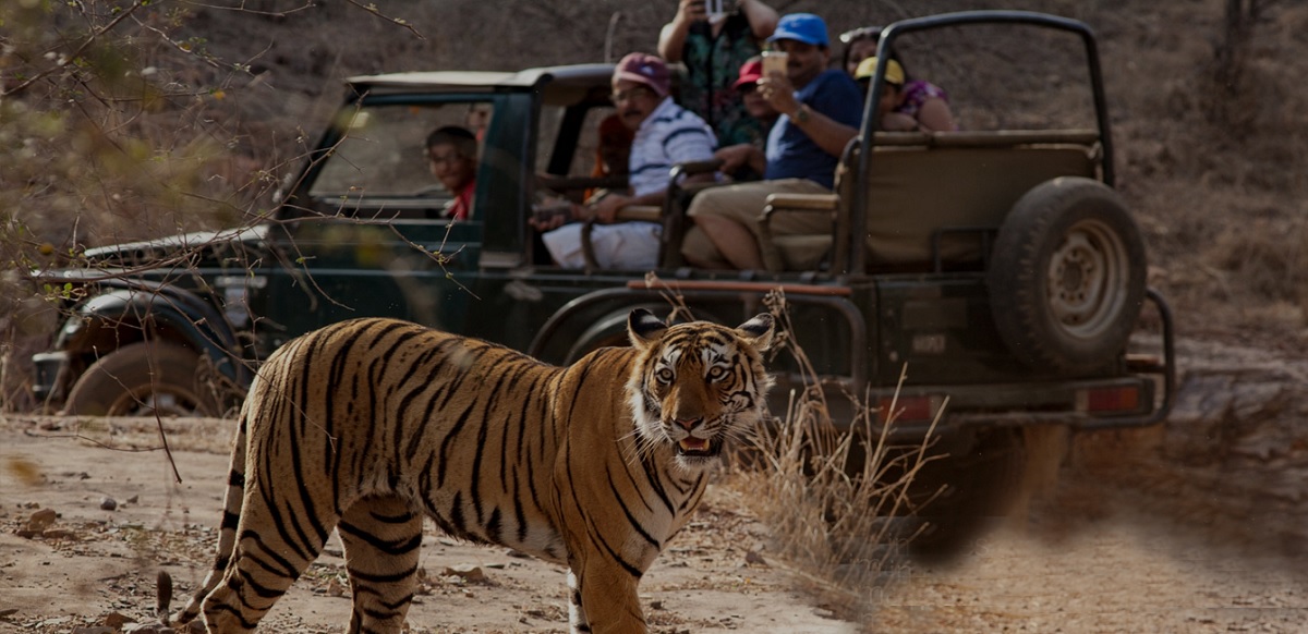 Ranthambore – El Paraíso del Safari