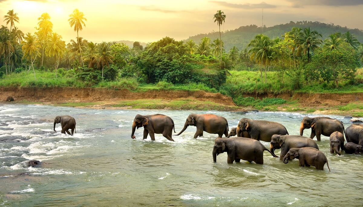 Thekkady: Aventuras en la Selva y Vida Silvestre