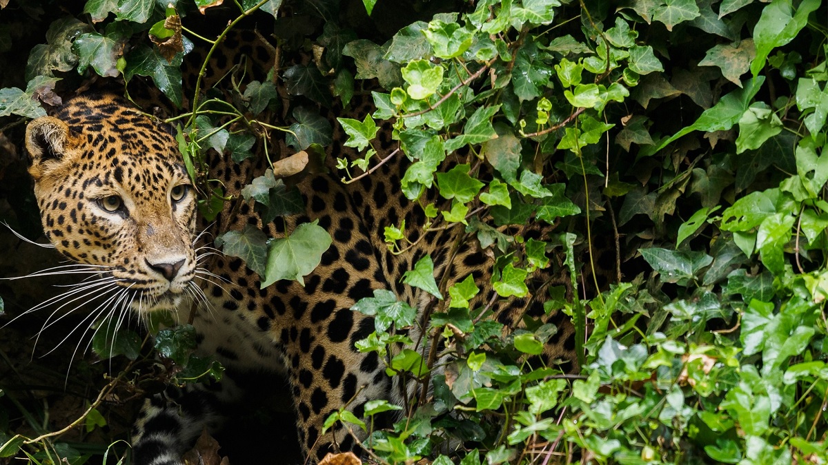 Yala: El Paraíso de la Fauna Silvestre