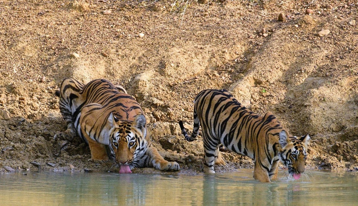 Anamalai National Park (Tamil Nadu)