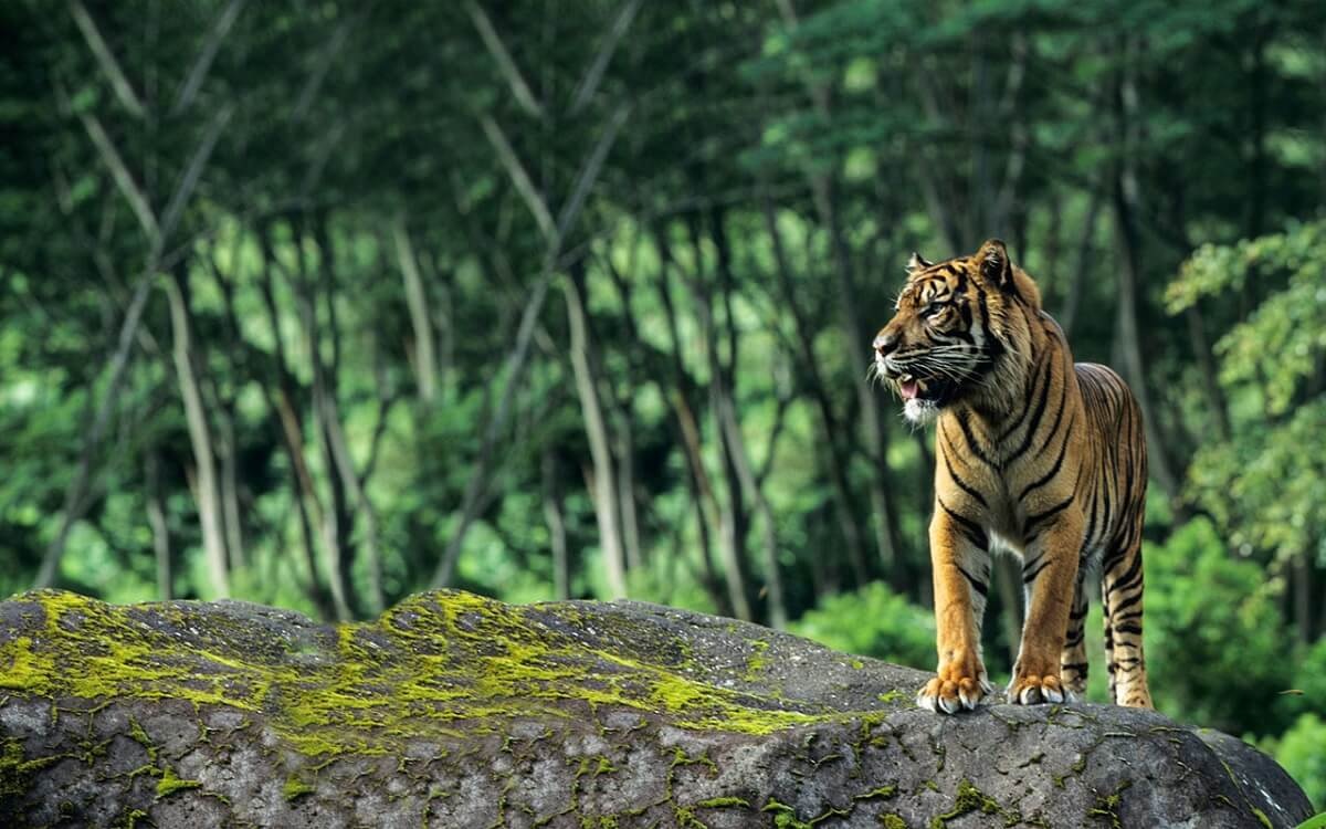 Santuario de Vida Silvestre de BR Hills (Karnataka)