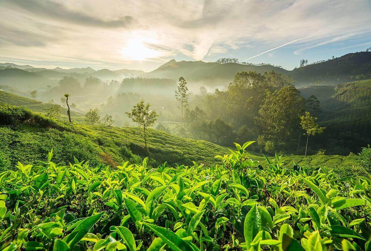 Coorg, Karnataka-El paraíso del café en la India