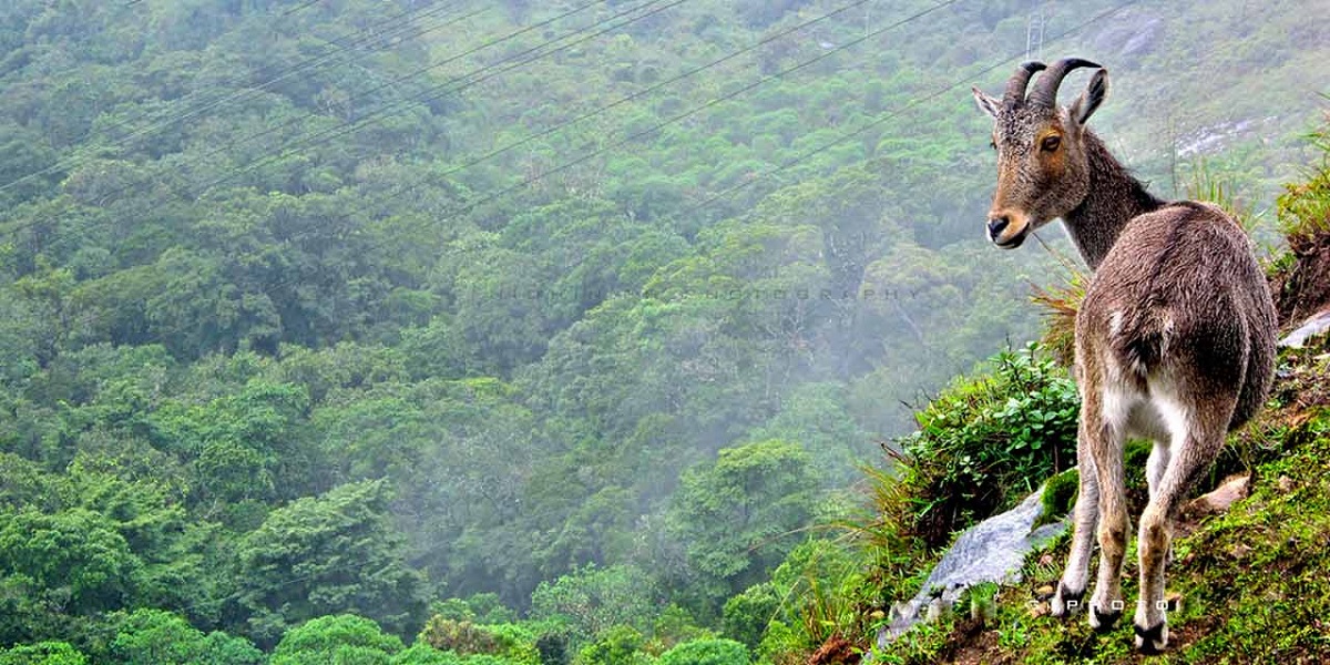 Parque Nacional de Eravikulam (Kerala)