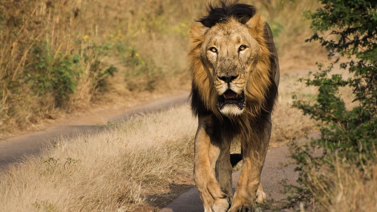 Gir National Park – El Santuario del León Asiático