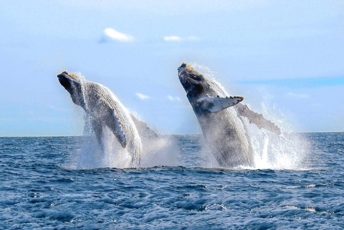 Mirissa: Playas y Avistamiento de Ballenas en Sri Lanka