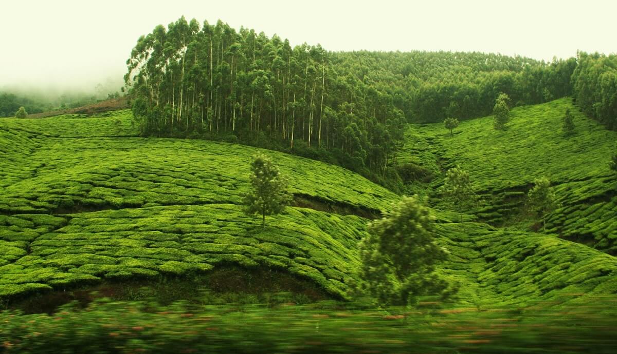 Munnar – en Kerala Plantaciones de Té y Montañas Brumosas