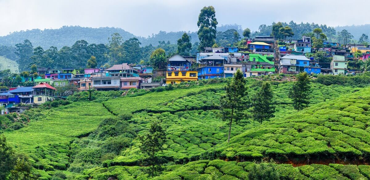 Munnar, Kerala