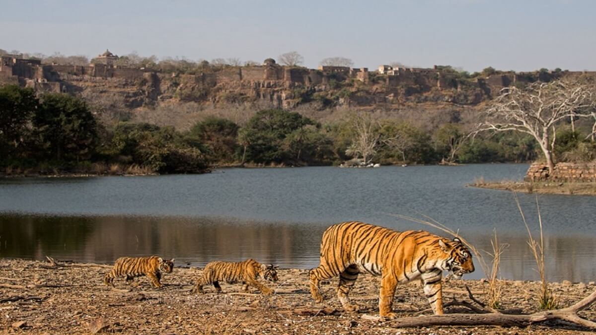 Ranthambore – El Refugio de la Vida Silvestre