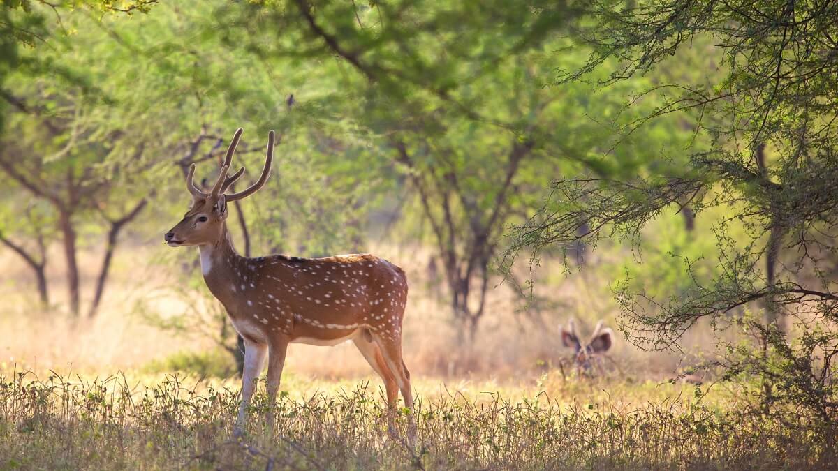 Reserva de tigres de Ranthambore