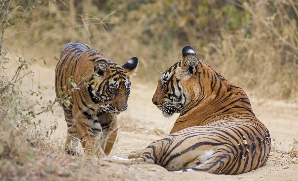 Parque Nacional Ranthambore