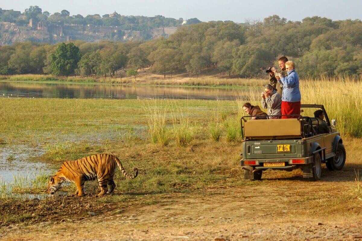 Safari en el Parque Nacional Ranthambore: Una experiencia única