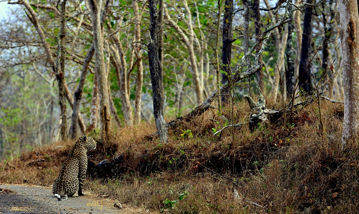 Parque Nacional de Mudumalai (Tamil Nadu)