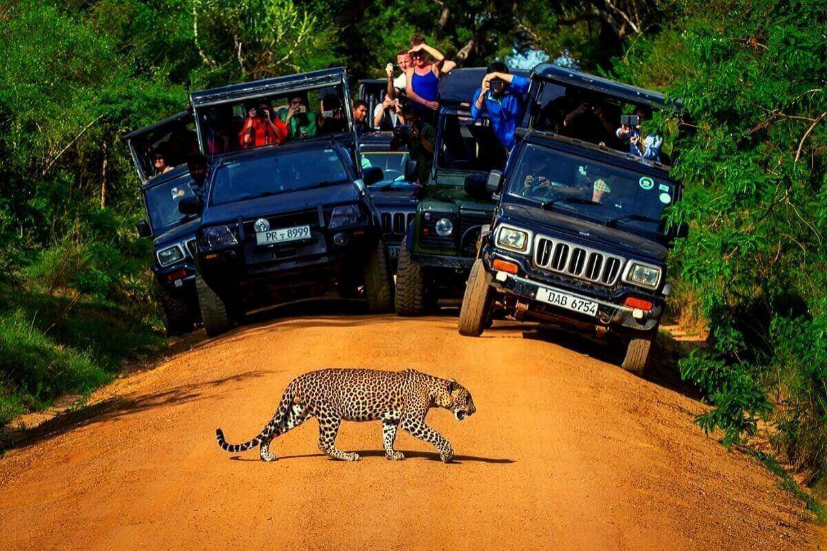 Parque Nacional de Yala: Un Safari Salvaje