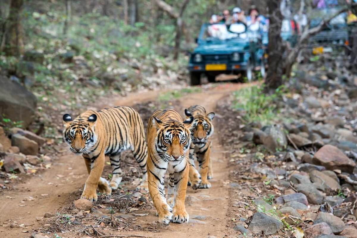 Actividades adicionales en Ranthambore