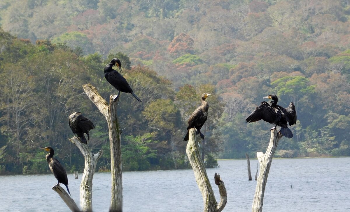 Thekkady – Un Refugio de Vida Silvestre en Kerala