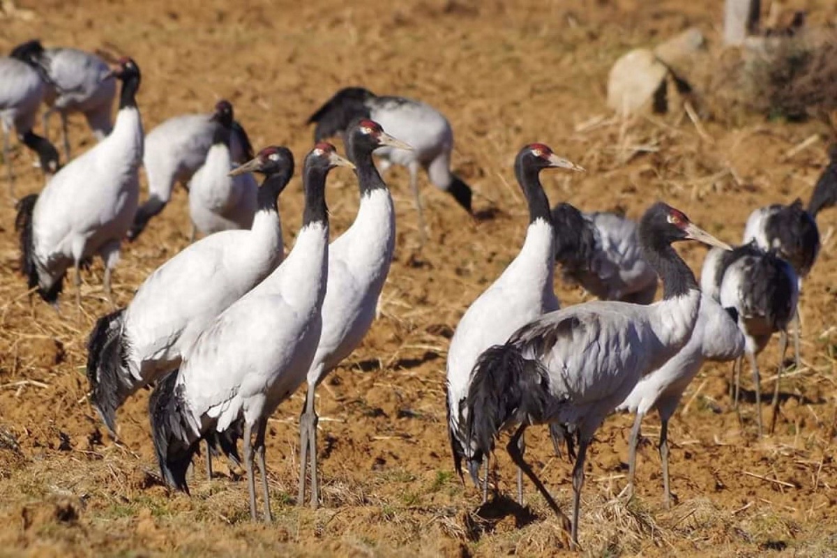 Gangtey: El Hogar de las Grullas de Cuello Negro