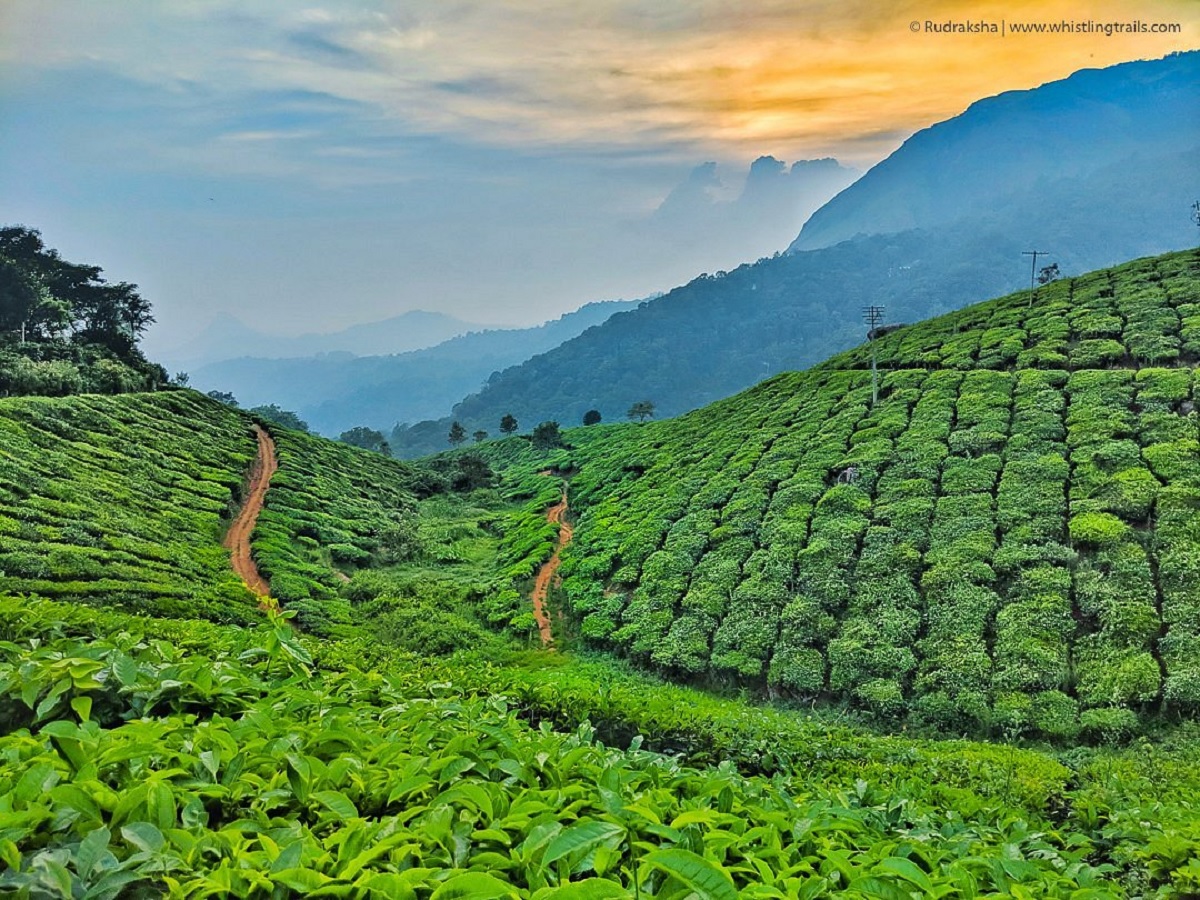 Munnar - Colinas y plantaciones de té