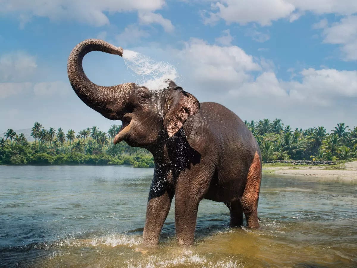 Explorar el Parque Nacional de Periyar