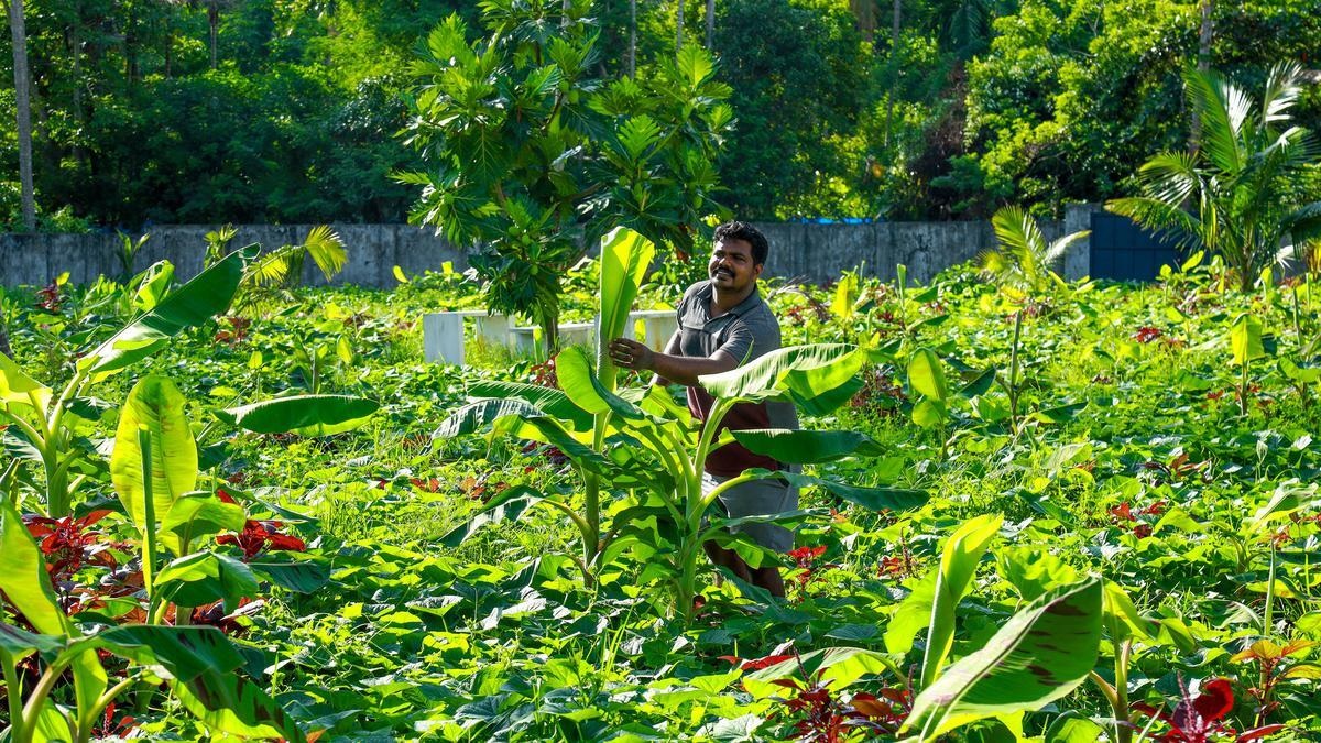 Visitar las plantaciones de especias