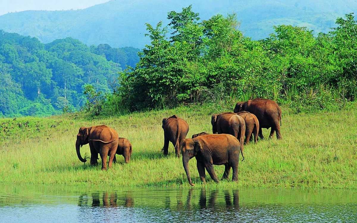 Thekkady - Vida silvestre y naturaleza