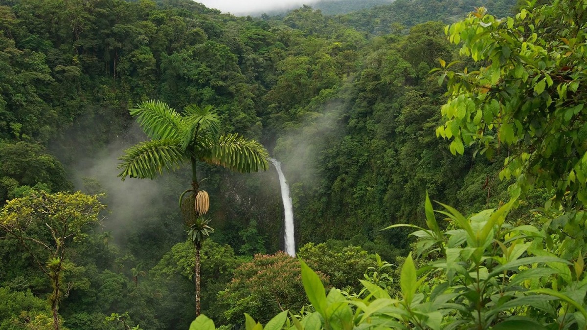 Wayanad - Bosques y cascadas