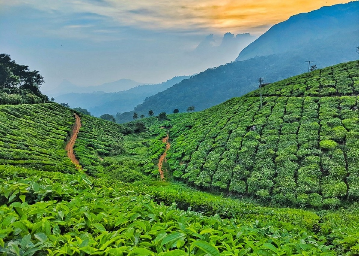 kerala-munnar