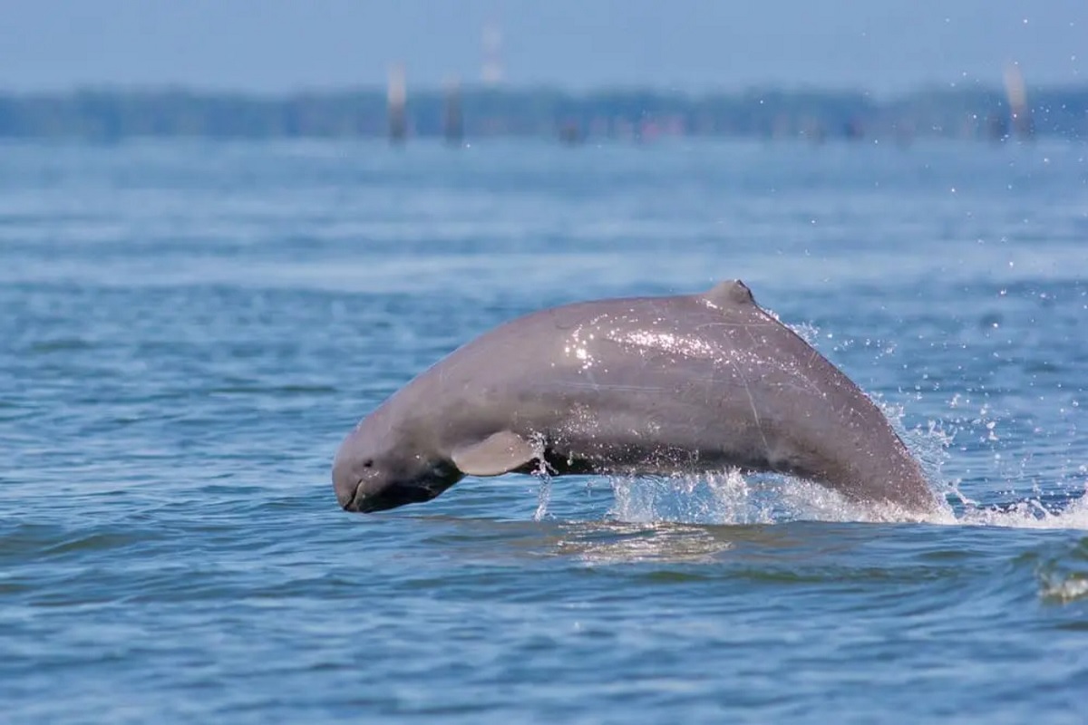 Kratie - Dolphin watching in the Mekong