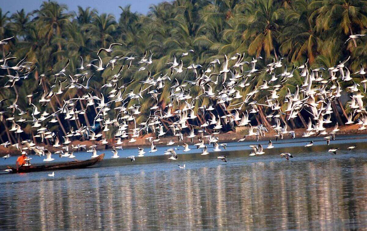 Kumarakom - Aves y remansos