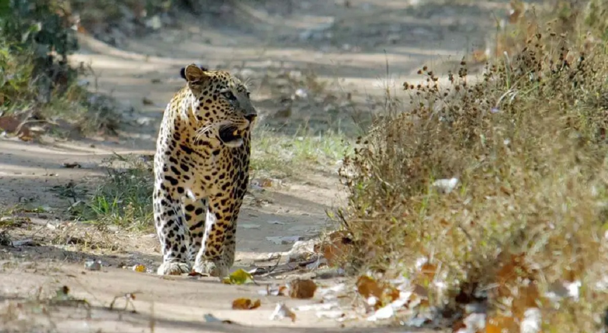 Sitamata Wildlife Sanctuary: El Pulmón Verde de Chittorgarh