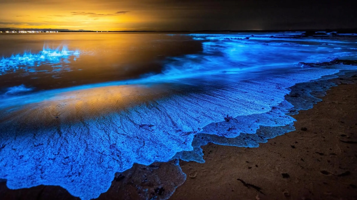 Isla Vaadhoo: La magia de la bioluminiscencia