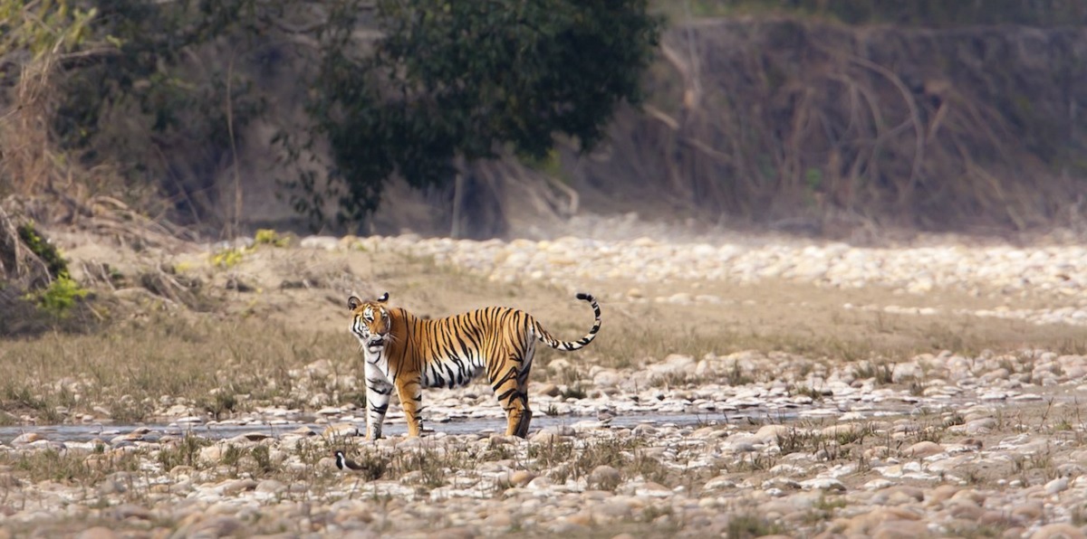 Banke National Park