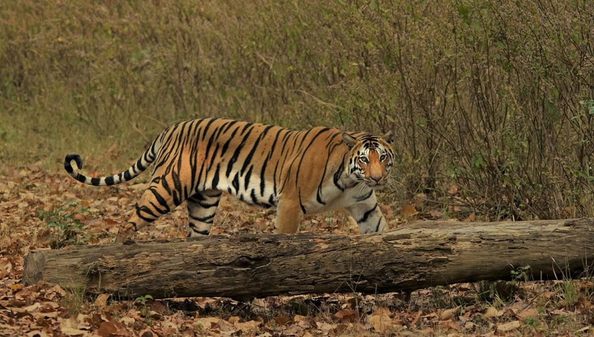 Bardia National Park in Nepal