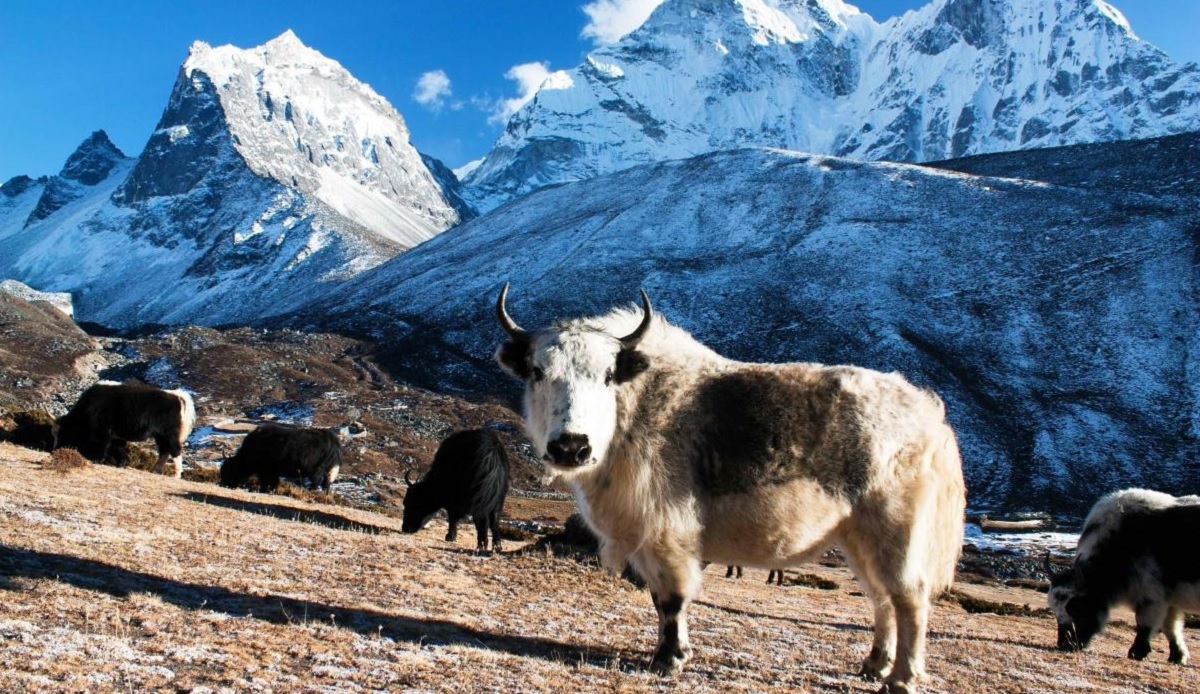 Nepal- Parque Nacional de Sagarmatha