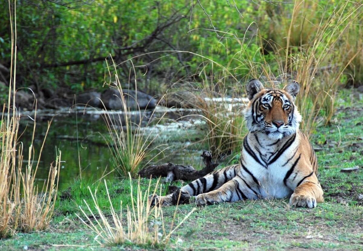 Ranthambore: Paraíso de la Vida Silvestre