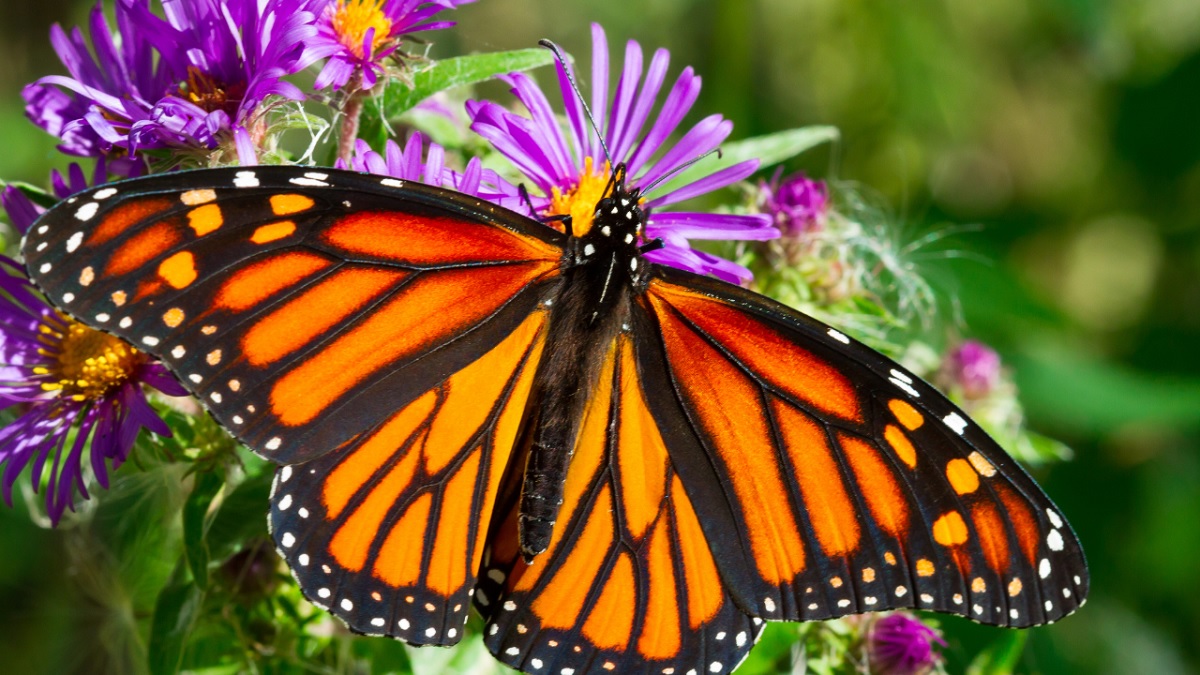 Butterfly Conservatory