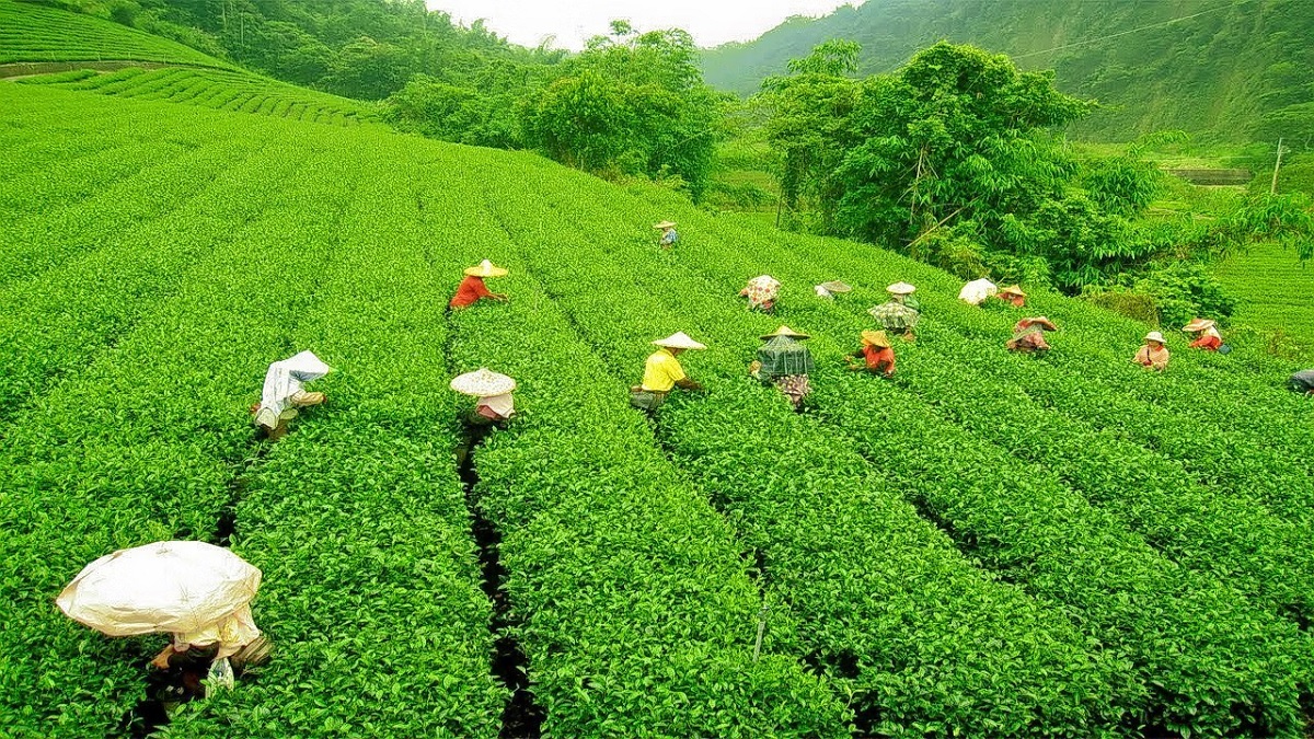 Palampur - La Belleza del Té