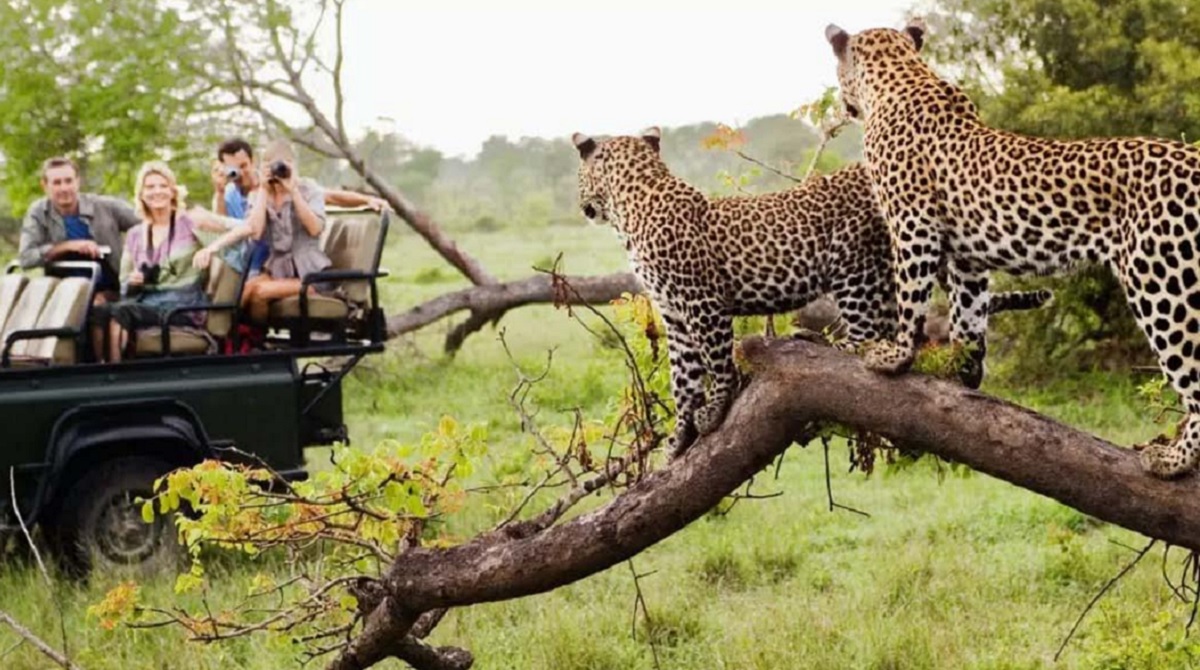 Cómo Reservar un Safari de Leopardos en Jhalana Jaipur