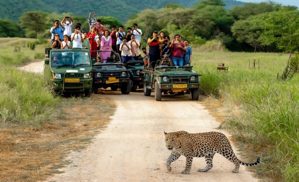 Safari de leopardos Jhalana en Jaipur: guía esencial