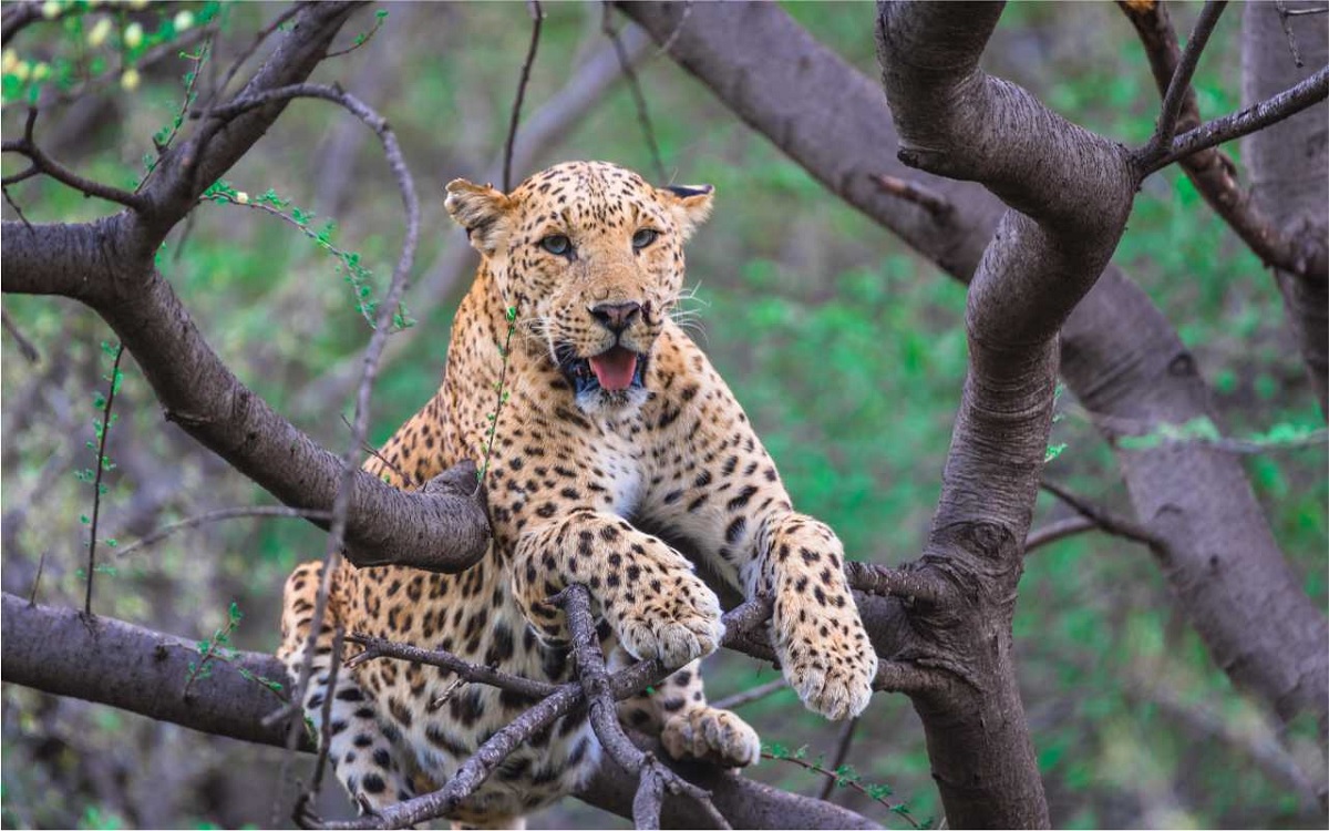 jhalana leopard safari Reservations and Costs