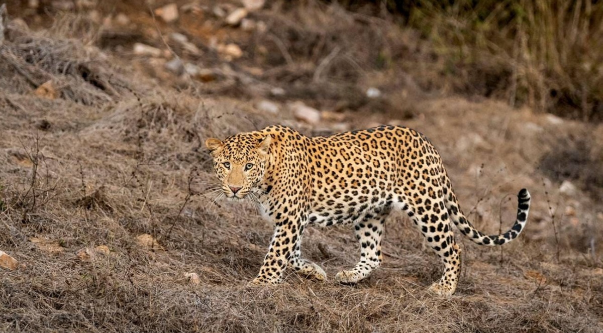 jhalana leopard safari in jaipur-Preparing for the Safari