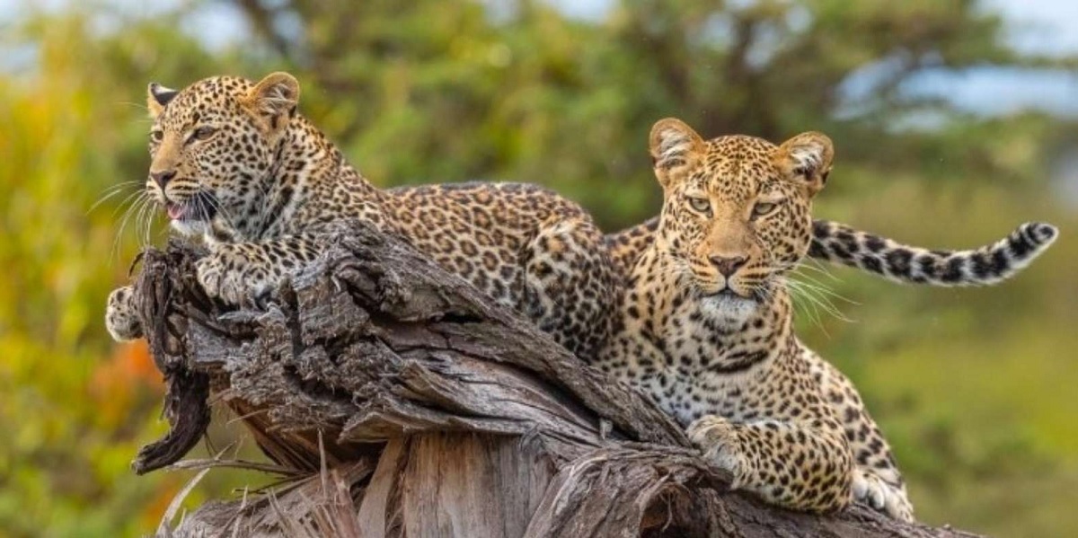 jhalana leopard safari Mejor Época para Visitar