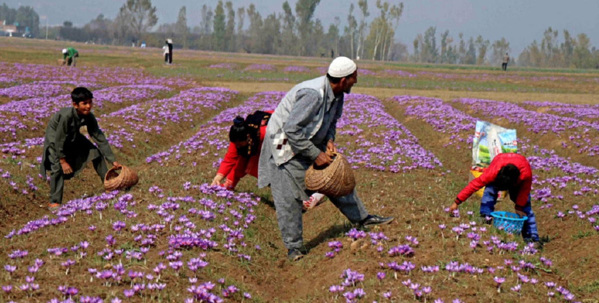 Pulwama: Campos de Azafrán bajo la Nieve