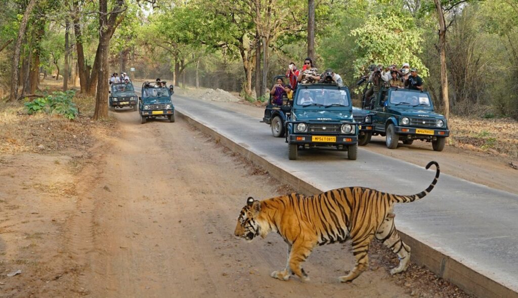 Cómo llegar a Ranthambore desde Delhi: Una Guía de Viaje Completa