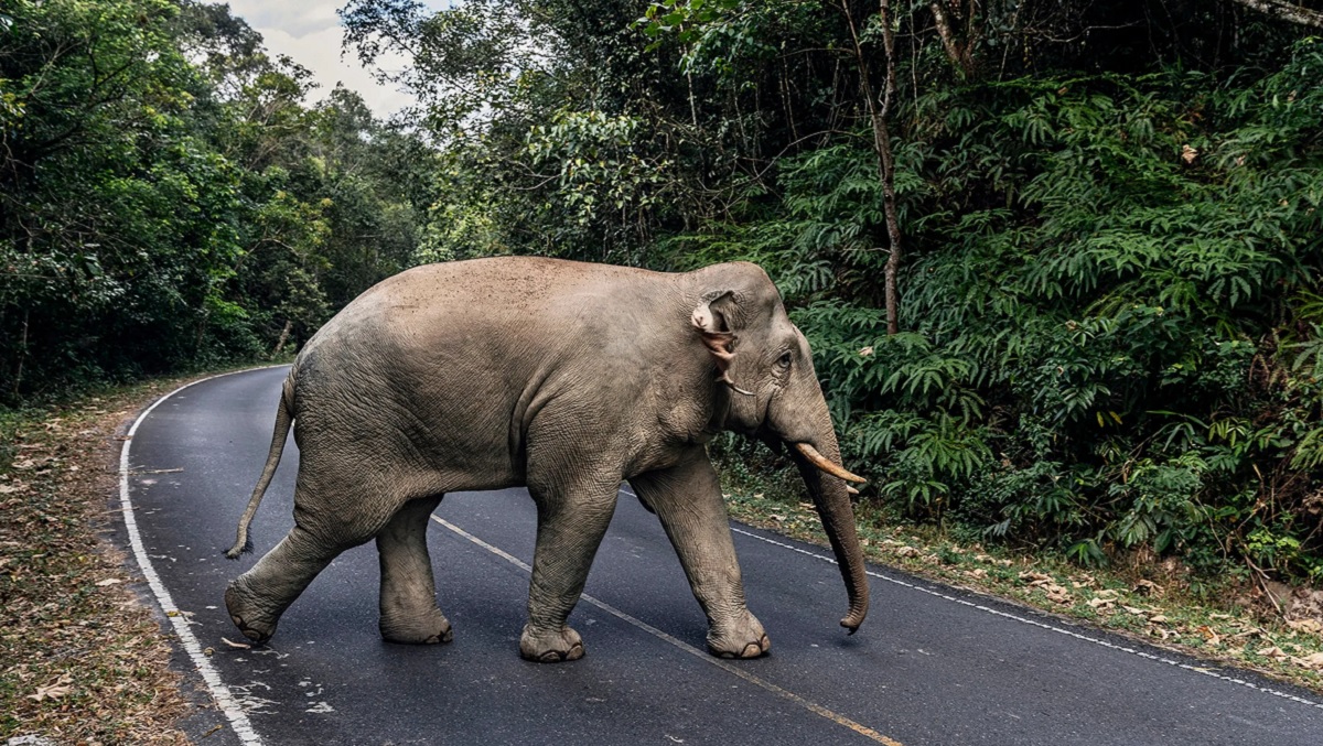 Parque Nacional Khao Yai en Thailandia